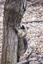 Raccoon climbing a tree